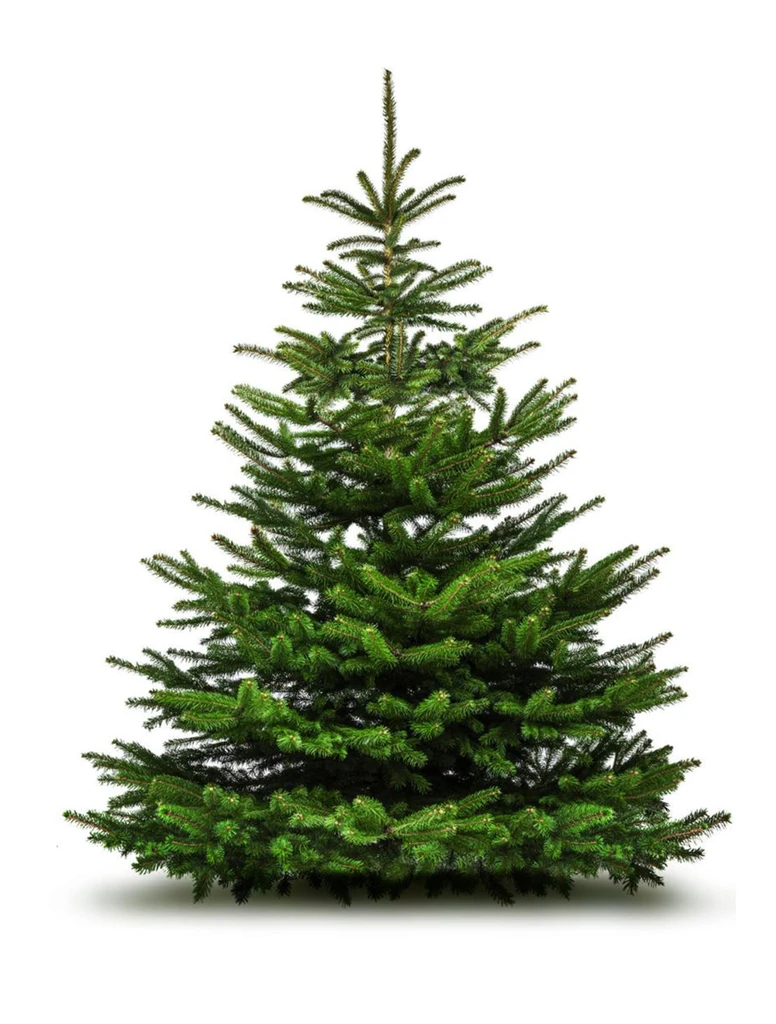 5ft Nordmann Fir 